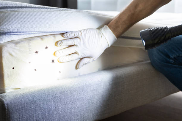Best Local Pest Control Services  in Trenton, MI