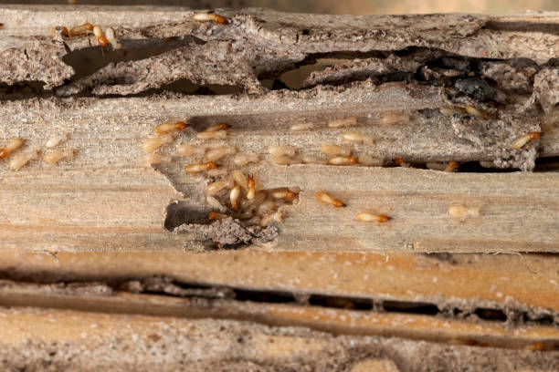 Flea Control Services in Trenton, MI