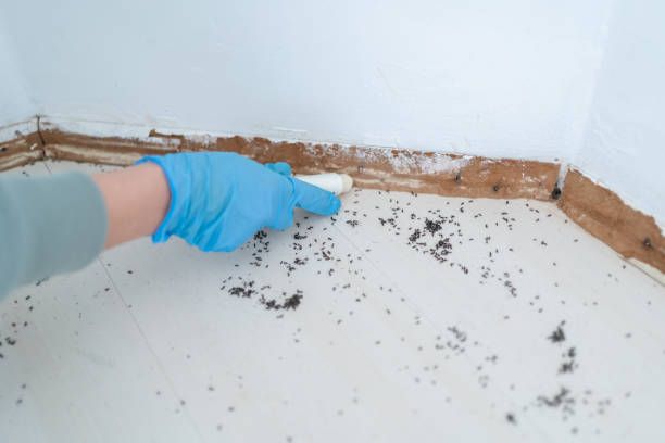 Best Spider Control Near Me  in Trenton, MI