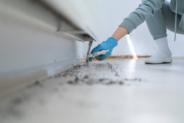 Best Spider Control Near Me  in Trenton, MI